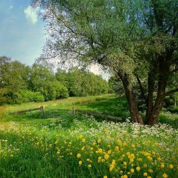dutch landscape, scenic, meadow